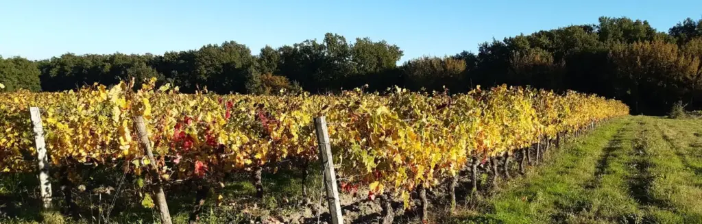 Vue des pieds de vigne du Domaine Lavalette à Fronton